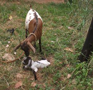 Description: Baraka, the new born goat